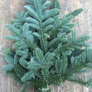 Nobilis Kerstgroen